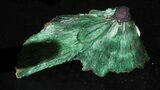Chatoyant, Fibrous Malachite Crystals - Congo #33800-3
